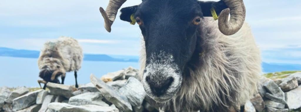 Sheep in the Wild Mayo
